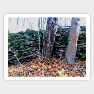 Old mossy rock wall in the forest Sticker